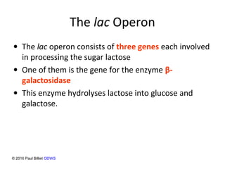 The lac Operon
• The lac operon consists of three genes each involved
in processing the sugar lactose
• One of them is the gene for the enzyme β-
galactosidase
• This enzyme hydrolyses lactose into glucose and
galactose.
© 2016 Paul Billiet ODWS
 