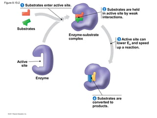 Ch 8: Introduction to Metabolism | PPT