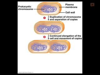 0 Prokaryotic chromosome Duplication of chromosome and separation of copies Cell wall Plasma membrane 1 Continued elongation of the cell and movement of copies 2 