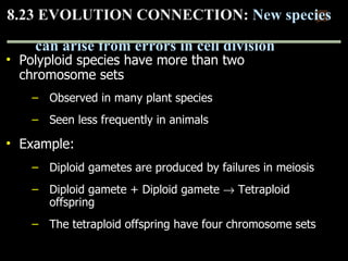 Polyploid species have more than two chromosome sets   Observed in many plant species Seen less frequently in animals Example:  Diploid gametes are produced by failures in meiosis Diploid gamete + Diploid gamete    Tetraploid offspring The tetraploid offspring have four chromosome sets 8.23 EVOLUTION CONNECTION:  New species  can arise from errors in cell division 0 Copyright © 2009 Pearson Education, Inc. 