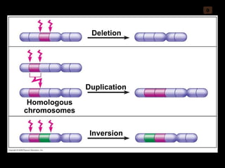 0 Deletion Inversion Duplication Homologous chromosomes 