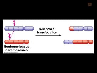 0 Reciprocal translocation Nonhomologous chromosomes 
