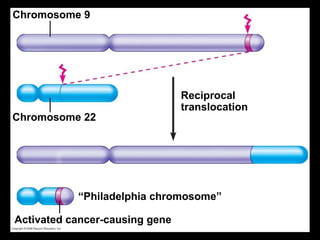 0 Chromosome 9 “ Philadelphia chromosome” Activated cancer-causing gene Reciprocal translocation Chromosome 22 