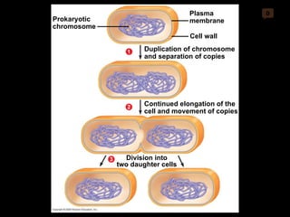 0 Prokaryotic chromosome Duplication of chromosome and separation of copies Cell wall Plasma membrane 1 Continued elongation of the cell and movement of copies 2 Division into two daughter cells 3 