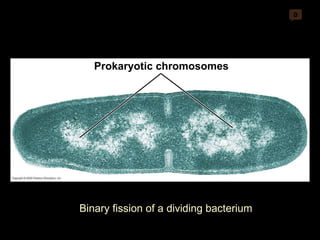 0 Prokaryotic chromosomes Binary fission of a dividing bacterium 