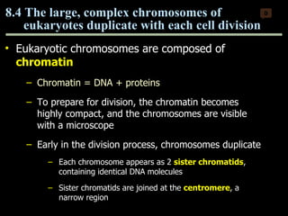 Eukaryotic chromosomes are composed of  chromatin Chromatin = DNA + proteins To prepare for division, the chromatin becomes highly compact, and the chromosomes are visible with a microscope Early in the division process, chromosomes duplicate Each chromosome appears as 2  sister   chromatids , containing identical DNA molecules Sister chromatids are joined at the  centromere , a narrow region  8.4 The large, complex chromosomes of  eukaryotes duplicate with each cell division 0 Copyright © 2009 Pearson Education, Inc. 