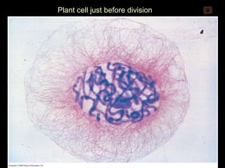 0 Plant cell just before division 