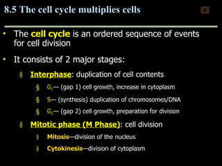 The  cell   cycle  is an ordered sequence of events for cell division It consists of 2 major stages: Interphase : duplication of cell contents G 1 — (gap 1) cell growth, increase in cytoplasm S — (synthesis) duplication of chromosomes/DNA G 2 — (gap 2) cell growth, preparation for division Mitotic phase (M Phase) : cell division   Mitosis —division of the nucleus Cytokinesis —division of cytoplasm 8.5 The cell cycle multiplies cells 0 Copyright © 2009 Pearson Education, Inc. 