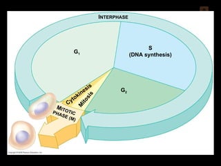 0 S (DNA synthesis) G 1 G 2 Cytokinesis Mitosis I NTERPHASE M ITOTIC PHASE (M) 