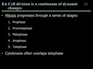 Mitosis  progresses through a series of stages: Prophase Prometaphase Metaphase Anaphase Telophase Cytokinesis often overlaps telophase   8.6 Cell division is a continuum of dynamic changes 0 Copyright © 2009 Pearson Education, Inc. 