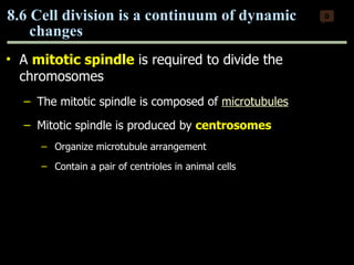 A  mitotic   spindle  is required to divide the chromosomes The mitotic spindle is composed of  microtubules Mitotic spindle is produced by  centrosomes Organize microtubule arrangement  Contain a pair of centrioles in animal cells 8.6 Cell division is a continuum of dynamic  changes 0 Copyright © 2009 Pearson Education, Inc. 