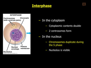 0 Centrosomes (with centriole pairs) Kinetochore Early mitotic spindle Chromatin INTERPHASE PROMETAPHASE PROPHASE Centrosome Fragments of nuclear envelope Plasma membrane Chromosome, consisting of two sister chromatids Nuclear envelope Spindle microtubules Nucleolus Centromere Interphase In the cytoplasm Cytoplasmic contents double 2 centrosomes form  In the nucleus Chromosomes duplicate during the S phase  Nucleolus is visible 