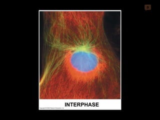 0 INTERPHASE 
