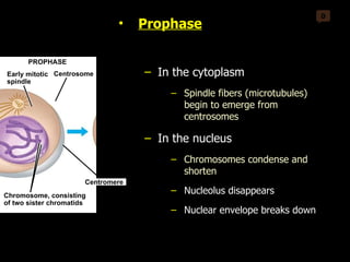 0 Kinetochore Early mitotic spindle PROMETAPHASE PROPHASE Centrosome Fragments of nuclear envelope Chromosome, consisting of two sister chromatids Spindle microtubules Centromere Prophase In the cytoplasm Spindle fibers (microtubules) begin to emerge from centrosomes In the nucleus Chromosomes condense and shorten Nucleolus disappears Nuclear envelope breaks down 