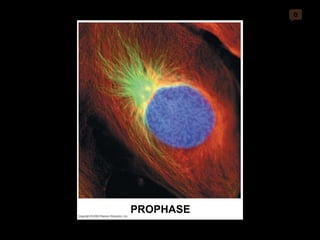 0 PROPHASE 