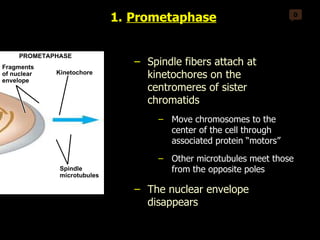 0 Kinetochore PROMETAPHASE Fragments of nuclear envelope Spindle microtubules Prometaphase Spindle fibers attach at kinetochores on the centromeres of sister chromatids Move chromosomes to the center of the cell through associated protein “motors” Other microtubules meet those from the opposite poles The nuclear envelope disappears 