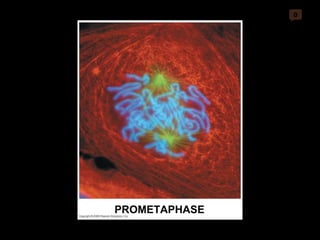 0 PROMETAPHASE 