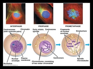 0 Centrosomes (with centriole pairs) Kinetochore Early mitotic spindle Chromatin INTERPHASE PROMETAPHASE PROPHASE Centrosome Fragments of nuclear envelope Plasma membrane Chromosome, consisting of two sister chromatids Nuclear envelope Spindle microtubules Nucleolus Centromere 
