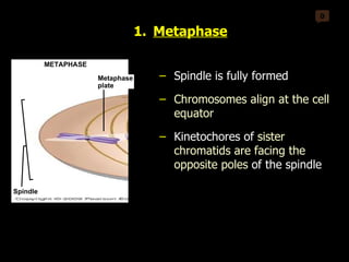 0 Metaphase plate METAPHASE TELOPHASE AND CYTOKINESIS Daughter chromosomes Spindle Metaphase Spindle is fully formed Chromosomes align at the cell equator Kinetochores of  sister chromatids are facing the opposite poles  of the spindle 