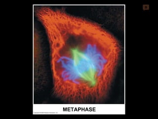 0 METAPHASE 