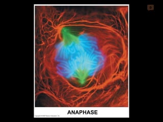 0 ANAPHASE 