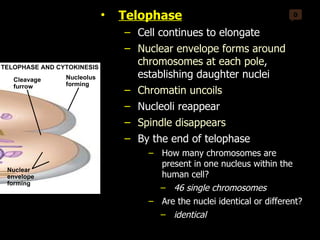 0 Nucleolus forming TELOPHASE AND CYTOKINESIS Cleavage furrow Nuclear envelope forming Telophase Cell continues to elongate Nuclear envelope forms around chromosomes at each pole , establishing daughter nuclei Chromatin uncoils  Nucleoli reappear Spindle disappears By the end of telophase  How many chromosomes are present in one nucleus within the human cell?  46 single chromosomes Are the nuclei identical or different? identical 