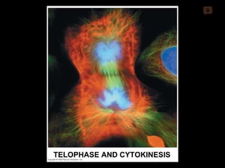0 TELOPHASE AND CYTOKINESIS 
