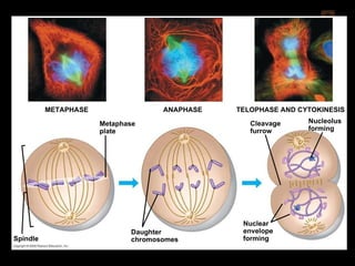0 Metaphase plate Nucleolus forming METAPHASE TELOPHASE AND CYTOKINESIS ANAPHASE Cleavage furrow Daughter chromosomes Nuclear envelope forming Spindle 