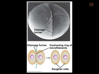 0 Cleavage furrow Contracting ring of microfilaments Daughter cells Cleavage furrow 