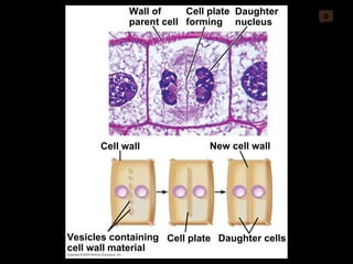 0 Cell plate Daughter cells Cell wall Vesicles containing cell wall material Daughter  nucleus Cell plate forming Wall of parent cell New cell wall 