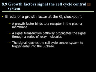 Effects of a growth factor at the G 1  checkpoint A growth factor binds to a receptor in the plasma membrane A signal transduction pathway propagates the signal through a series of relay molecules  The signal reaches the cell cycle control system to trigger entry into the S phase 8.9 Growth factors signal the cell cycle control system 0 Copyright © 2009 Pearson Education, Inc. 