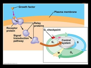 0 G 1  checkpoint Control system M S G 2 G 1 Receptor protein Signal transduction pathway Relay proteins Plasma membrane Growth factor 