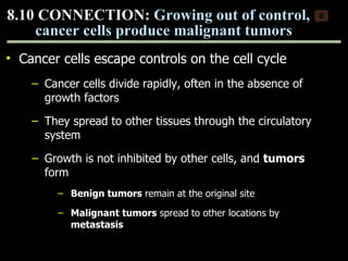 Cancer cells escape controls on the cell cycle Cancer cells divide rapidly, often in the absence of growth factors They spread to other tissues through the circulatory system Growth is not inhibited by other cells, and  tumors  form Benign tumors  remain at the original site Malignant tumors  spread to other locations by  metastasis 8.10 CONNECTION:  Growing out of control, cancer cells produce malignant tumors 0 Copyright © 2009 Pearson Education, Inc. 
