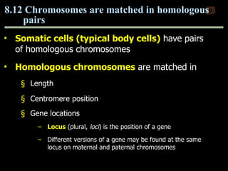 Somatic cells (typical body cells)   have pairs of homologous chromosomes Homologous chromosomes   are matched in Length Centromere position Gene locations   Locus  (plural,  loci ) is the position of a gene Different versions of a gene may be found at the same locus on maternal and paternal chromosomes 8.12 Chromosomes are matched in homologous pairs 0 Copyright © 2009 Pearson Education, Inc. 