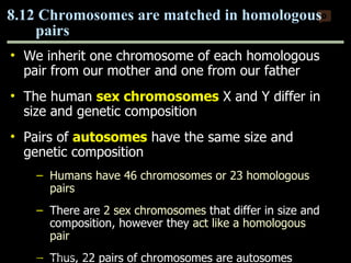 We inherit one chromosome of each homologous pair from our mother and one from our father The human  sex chromosomes  X and Y differ in size and genetic composition Pairs of  autosomes  have the same size and genetic composition Humans have 46 chromosomes or 23 homologous pairs There are  2 sex chromosomes  that differ in size and composition, however they  act like a homologous pair Thus, 22 pairs of chromosomes are autosomes 8.12 Chromosomes are matched in homologous pairs 0 Copyright © 2009 Pearson Education, Inc. 