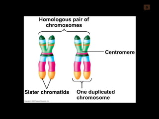 0 Sister chromatids One duplicated chromosome Centromere Homologous pair of chromosomes 