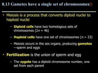 Meiosis is a process that converts diploid nuclei to haploid nuclei Diploid cells  have two homologous sets of chromosomes (2 n  = 46) Haploid cells  have one set of chromosomes ( n  = 23) Meiosis occurs in the sex organs, producing  gametes —sperm and eggs Fertilization  is the union of sperm and egg The  zygote  has a diploid chromosome number, one set from each parent 8.13 Gametes have a single set of chromosomes 0 Copyright © 2009 Pearson Education, Inc. 