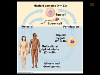 0 Haploid gametes ( n  = 23) n Egg cell Sperm cell Fertilization Meiosis Multicellular diploid adults (2 n  = 46) Mitosis and development n 2 n Diploid zygote (2 n  = 46) 