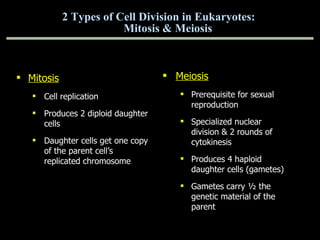 2 Types of Cell Division in Eukaryotes:  Mitosis & Meiosis Mitosis Cell replication Produces 2 diploid daughter cells Daughter cells get one copy of the parent cell’s replicated chromosome Meiosis Prerequisite for sexual reproduction Specialized nuclear division & 2 rounds of cytokinesis Produces 4 haploid daughter cells (gametes) Gametes carry ½ the genetic material of the parent 