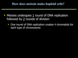 How does meiosis make haploid cells? Meiosis undergoes  1  round of DNA replication followed by  2  rounds of division One round of DNA replication creates 4 chromatids for each type of chromosome 