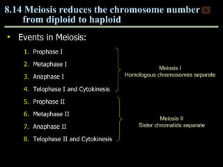 Events in Meiosis: Prophase I Metaphase I Anaphase I Telophase I and Cytokinesis Prophase II Metaphase II Anaphase II Telophase II and Cytokinesis 8.14 Meiosis reduces the chromosome number  from diploid to haploid  0 Copyright © 2009 Pearson Education, Inc. Meiosis I Homologous chromosomes separate Meiosis II Sister chromatids separate 