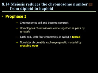 Prophase I Chromosomes coil and become compact Homologous chromosomes come together as pairs by synapsis Each pair, with four chromatids, is called a  tetrad Nonsister chromatids exchange genetic material by  crossing over   8.14 Meiosis reduces the chromosome number  from diploid to haploid  0 Copyright © 2009 Pearson Education, Inc. 