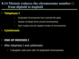 Telophase I Duplicated chromosomes have reached the poles Nuclear envelope forms around chromosomes  Each nucleus has the haploid number of chromosomes Cytokinesis END OF MEIOSIS I After telophase I and cytokinesis: 2 daughter cells each with 23 duplicated chromosomes 8.14 Meiosis reduces the chromosome number  from diploid to haploid  0 Copyright © 2009 Pearson Education, Inc. 