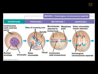 0 Centrosomes (with centriole pairs) PROPHASE  I Microtubules attached to kinetochore INTERPHASE Sites of crossing over Metaphase plate Spindle MEIOSIS  I : Homologous chromosomes separate METAPHASE  I Sister chromatids remain attached ANAPHASE  I Nuclear envelope Sister chromatids Centromere (with kinetochore) Homologous chromosomes separate Chromatin Tetrad 