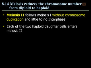 Meiosis II  follows meiosis I  without chromosome duplication  and little to no Interphase Each of the two haploid daughter cells enters meiosis II 8.14 Meiosis reduces the chromosome number  from diploid to haploid  0 Copyright © 2009 Pearson Education, Inc. 