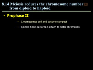 Prophase II Chromosomes coil and become compact Spindle fibers re-form & attach to sister chromatids 8.14 Meiosis reduces the chromosome number  from diploid to haploid  0 Copyright © 2009 Pearson Education, Inc. 