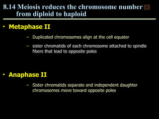 Metaphase II Duplicated chromosomes align at the cell equator sister chromatids of each chromosome attached to spindle fibers that lead to opposite poles Anaphase II Sister chromatids separate and independent daughter chromosomes move toward opposite poles 8.14 Meiosis reduces the chromosome number  from diploid to haploid  0 Copyright © 2009 Pearson Education, Inc. 