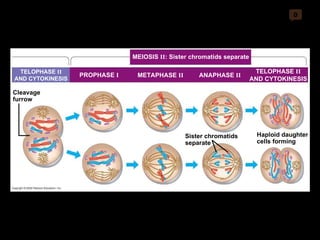 0 PROPHASE  I MEIOSIS  II : Sister chromatids separate METAPHASE  II ANAPHASE  II Cleavage furrow TELOPHASE  II AND CYTOKINESIS Sister chromatids separate Haploid daughter cells forming TELOPHASE  II AND CYTOKINESIS 