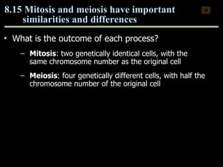 What is the outcome of each process? Mitosis : two genetically identical cells, with the same chromosome number as the original cell Meiosis : four genetically different cells, with half the chromosome number of the original cell 8.15 Mitosis and meiosis have important  similarities and differences  0 Copyright © 2009 Pearson Education, Inc. 
