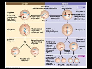 0 Prophase Metaphase  I Metaphase 2 n  = 4 Tetrads align at the metaphase plate Duplicated chromosome (two sister chromatids) Parent cell (before chromosome duplication) Chromosome duplication Chromosomes align at the metaphase plate Anaphase Telophase Sister chromatids separate during anaphase Daughter cells of mitosis 2 n 2 n n Chromosome duplication Site of crossing over Tetrad formed by synapsis of homologous chromosomes M EIOSIS Prophase  I Anaphase  I Telophase  I M ITOSIS M EIOSIS   I Haploid n  = 2 Daughter cells of meiosis  I M EIOSIS   II n n n Daughter cells of meiosis  II Homologous chromosomes separate ( anaphase  I ); sister chroma- tids remain together No further chromosomal duplication; sister chromatids separate ( anaphase  II ) 
